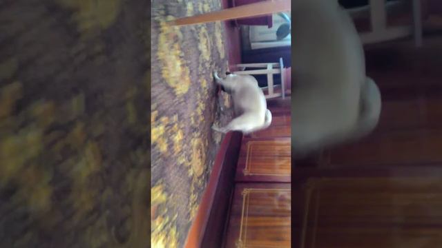 Мопс Боня! Мопс и куриная ножка!! Ржака не могу!! смотреть онлайн