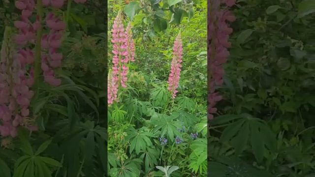 Люпины цветы