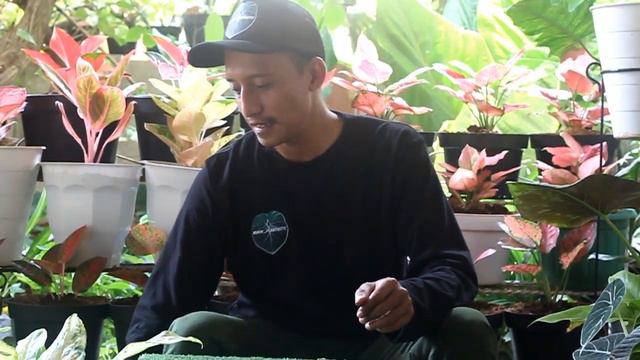 HUNTING TANAMAN HIAS DI MERUYA DAN REVIEW NYA (PHILODENRON, DIFFENBACHIA, CACTUS, AGLAONEMA, FICUS) смотреть онлайн