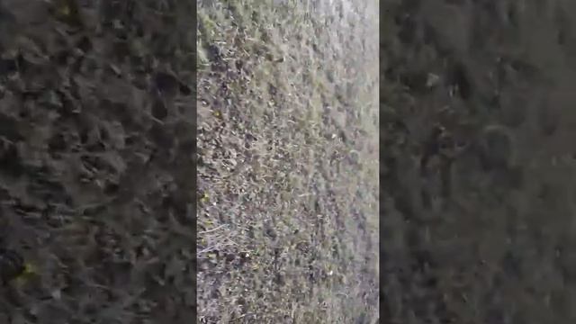 Какие-то мудаки утопили котят в колодце!!! смотреть онлайн