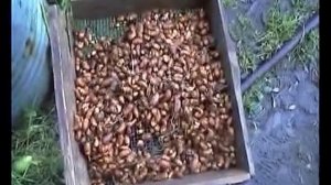 Чуфа. Земляной миндаль