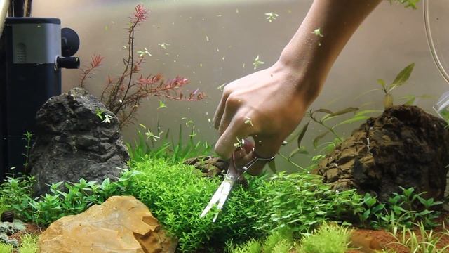 Trimming Hemianthus micranthemoides смотреть онлайн