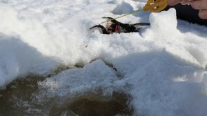 Окунь на мормышку.