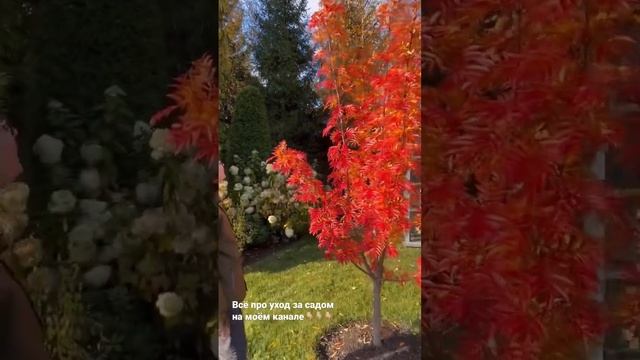 Рябина смешанная Додонг смотреть онлайн