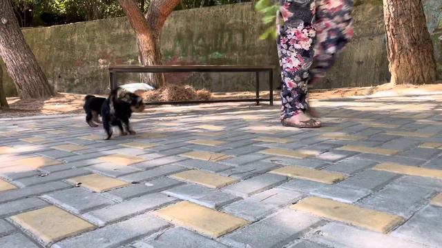 Йорки мальчик и девочка смотреть онлайн