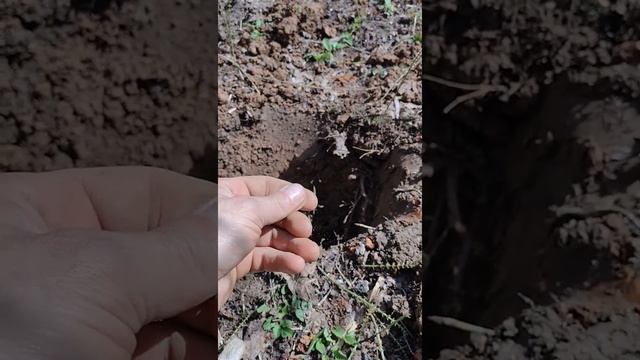 коп в старом яблочном саду, с QUEST Q20. смотреть онлайн