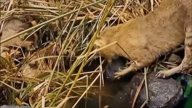 Как охотится Камышовый кот