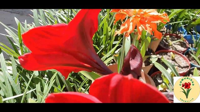 Amaryllis Grand Diva, Un hippeastrum muy elegante смотреть онлайн