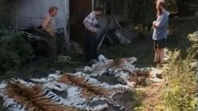 Сохранение тигра в России / Tiger Conservation In Russia