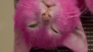 ДЕТАЛЬНЫЙ РАЗБОР НОВОЙ СЕРИИ ЦИФРОВОГО ХОРРОРА - Lacey's Petshop