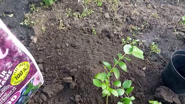 голубика смотреть онлайн