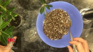 Фитильный полив адениума и не только. Как организовать и зачем он нужен?