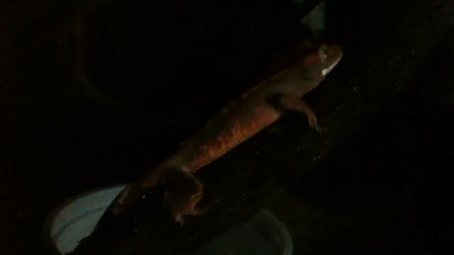 Чешка - Ресничный геккон-бананоед (Rhacodactylus ciliatus) - 5 смотреть онлайн