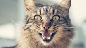 ✅ Мяуканье кота. Включи это своей кошке!!!