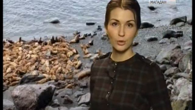Научная экспедиция Магаданского заповедника получила неизвестные данные о жизни сивучей