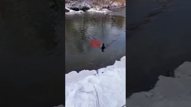 утки смотреть онлайн