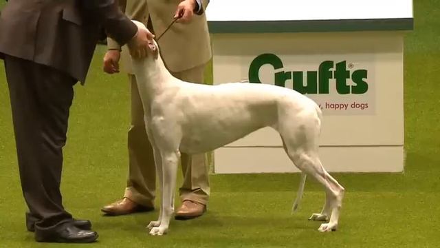 Group Judging - Hound - Crufts 2013 смотреть онлайн