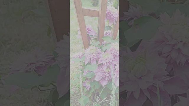 Клематисы Кайзер, Солидарность, Нелли Мозер.