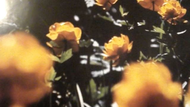 "Полевые цветы"муз. Ж.Нестерец. смотреть онлайн