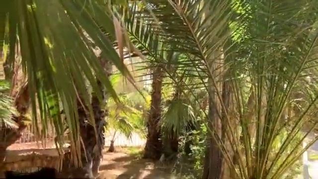 Пальмовая роща Эльче. Palmeral Of Elche.