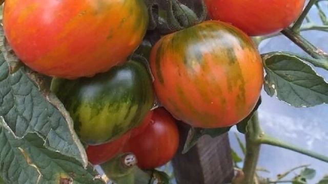 biogrow биоактиватор роста растений купить смотреть онлайн