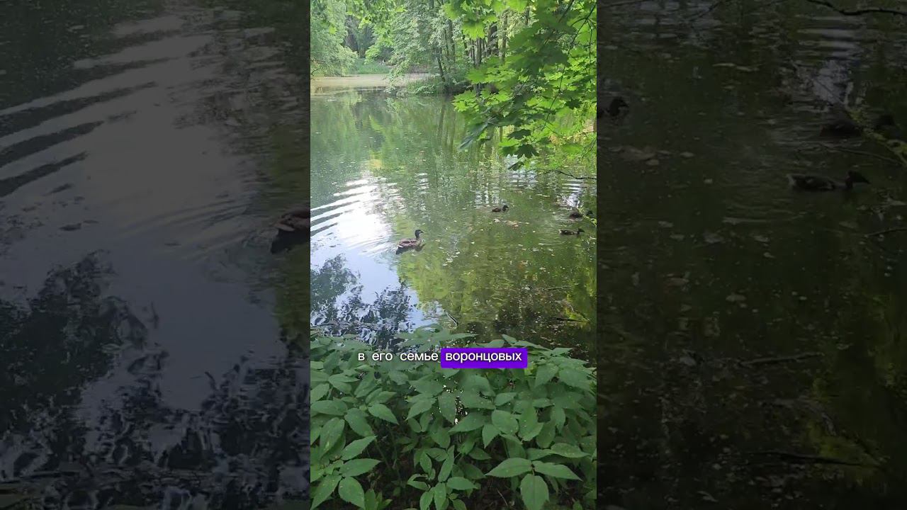 18 век Усадьба Быково #замужемзакорейцем #россия смотреть онлайн