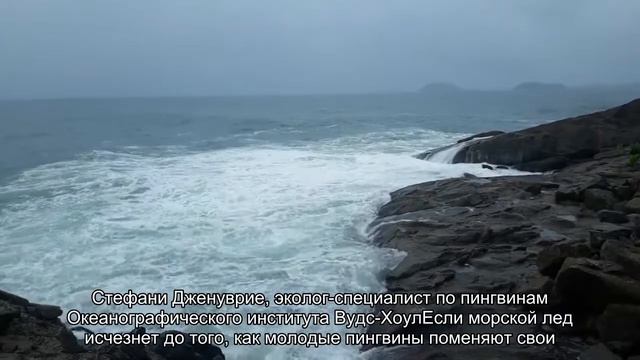 Более 80% колоний императорских пингвинов исчезнут к 2100 смотреть онлайн