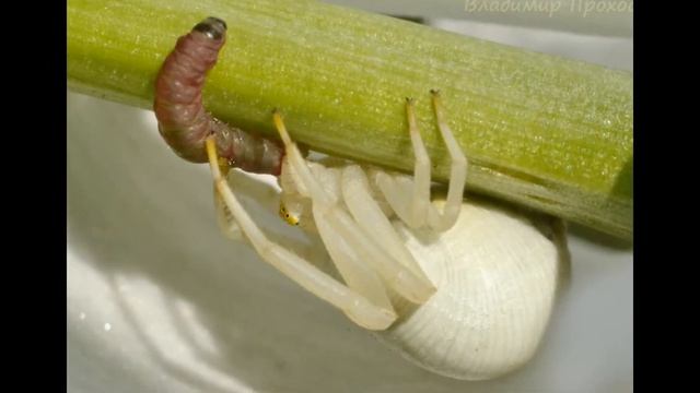 Цветочный паук (лат. Misumena vatia) — вид пауков семейства пауки-бокоходы (Thomisidae). смотреть онлайн
