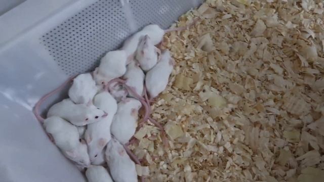 How I setup and feed hatchling Short Tail Pythons! смотреть онлайн