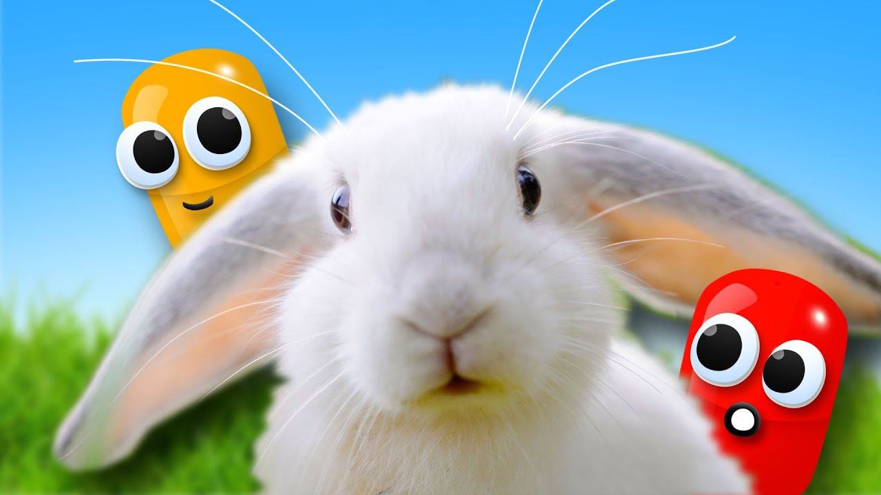 Сборник видео про ЯЙЦА СЮРПРИЗ. Кролик НОЛИК - 100 КАПСУЛ. Обзор на игрушки Щенячий патруль и другие смотреть онлайн