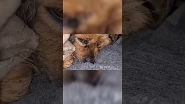 СТЕРИЛИЗУЙТЕ своих животных! именно рождённые дома котята и щенки создают армии бездомных животных. смотреть онлайн