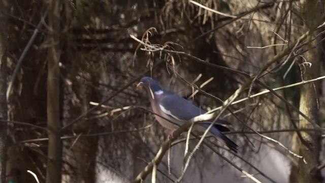Лесные голуби красавцы вяхири - центральный парк г. Орел смотреть онлайн