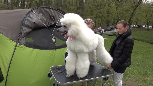 Красавчик пудель) смотреть онлайн