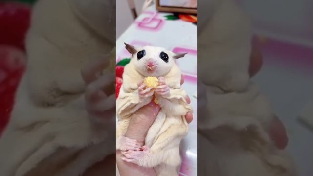 сахарный опоссум кушает смотреть онлайн