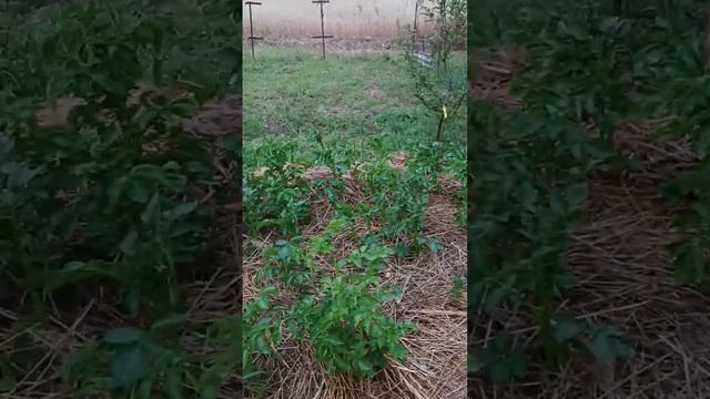 Выращивание картофеля под соломой. 17.07. 2023. смотреть онлайн