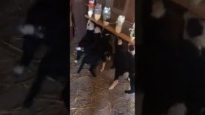 Кормление ягнят коровьим молоком.