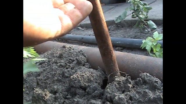 ВИНОГРАД продолжение работ по формирования виноградной лозы на низкий штамб 16 07 2021 год смотреть онлайн