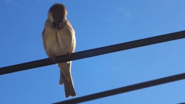 Почему воробьи прыгают, а не ходят как голуби? Интересные факты о воробьях. смотреть онлайн