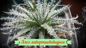 Самые красивые декоративные виды алоэ. Часть 2