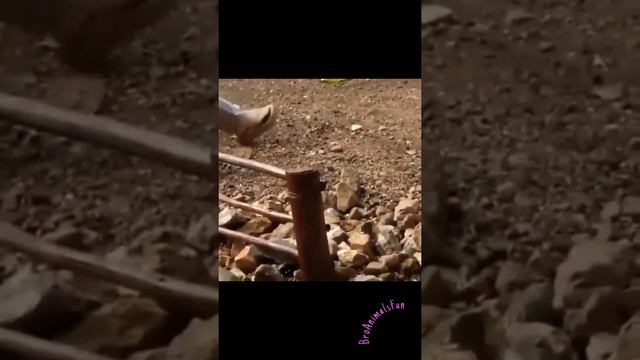 Не кормите Диких Животных - это опасно 😱 Funny Animals 😁 смотреть онлайн