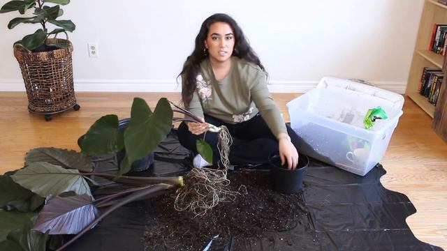HOW TO REPOT AND DIVIDE AN ALOCASIA PLANT Ft. Alocasia  Metalhead