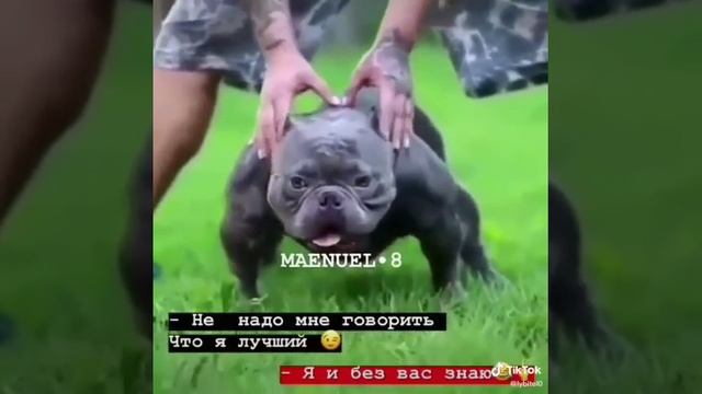 Ето пёс качок смотреть онлайн