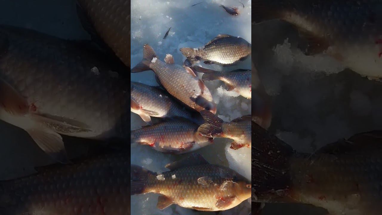 Рыбалка на карася смотреть онлайн