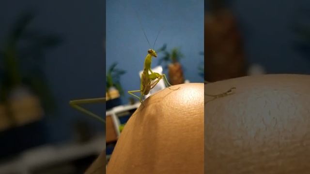 Говорящий питомец богомол. смотреть онлайн