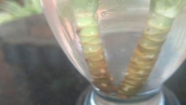 How to grow dracaena marginata by 3 simple ways/propagation of dracaena marginata ? смотреть онлайн