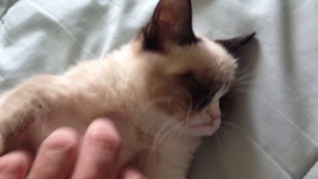 The Original Grumpy Cat! смотреть онлайн