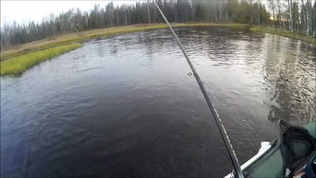 Язь на удочку в проводку с кормушкой  на мормышку с опарышем.