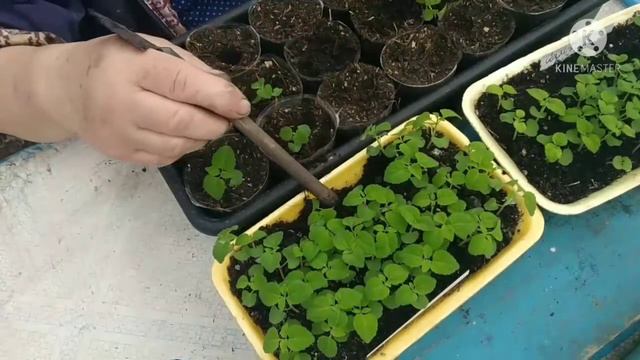 Пикируем Сальвию.