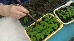 Пикируем Сальвию.