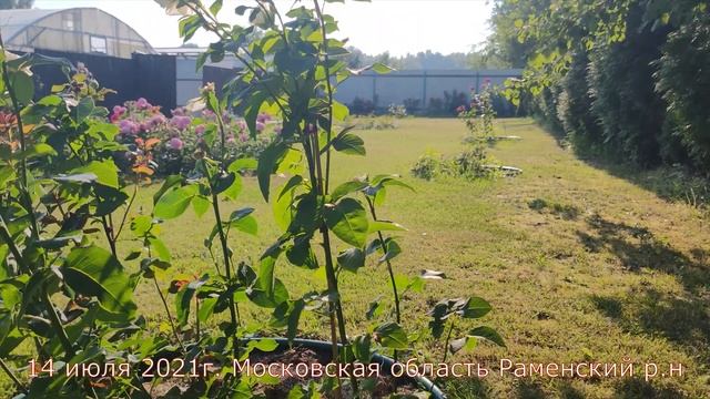 Видео обзор розы Белый Шоколад - White Chocolate (Terra Nigra, Нидерланды 2016) смотреть онлайн